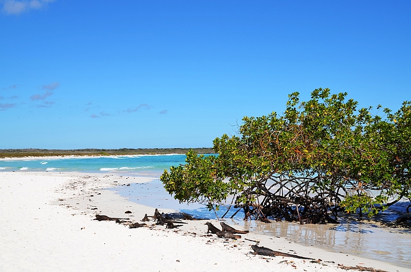 865_Ecuador_Galapagos_Santa_Cruz_Tortuga_Bay.JPG