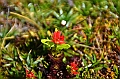502_Ecuador_Parque_Nacional_Cajas