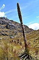 508_Ecuador_Parque_Nacional_Cajas