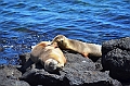 667_Ecuador_Galapagos_Islas_Plazas_South_Boot_Tour