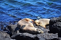 668_Ecuador_Galapagos_Islas_Plazas_South_Boot_Tour