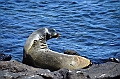 669_Ecuador_Galapagos_Islas_Plazas_South_Boot_Tour