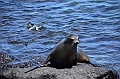 671_Ecuador_Galapagos_Islas_Plazas_South_Boot_Tour