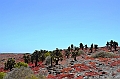 679_Ecuador_Galapagos_Islas_Plazas_South_Boot_Tour