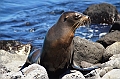682_Ecuador_Galapagos_Islas_Plazas_South_Boot_Tour