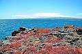 698_Ecuador_Galapagos_Islas_Plazas_South_Boot_Tour