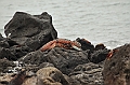 726_Ecuador_Galapagos_Island_Floreana