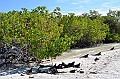 857_Ecuador_Galapagos_Santa_Cruz_Tortuga_Bay