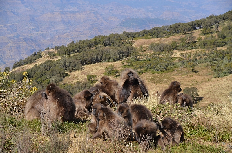 192_Ethiopia_North_Semien_NP.JPG
