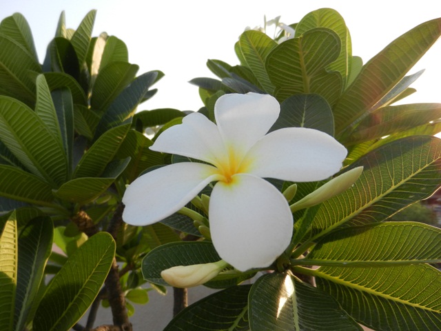 127_India_Jaipur.JPG - 