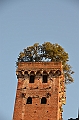 047_Italien_Toskana_Lucca_Torre_Guinigi