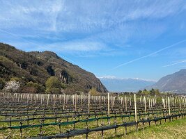 019_Italien_Suedtirol_Schernag