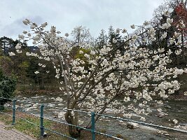 061_Italien_Suedtirol_Meran