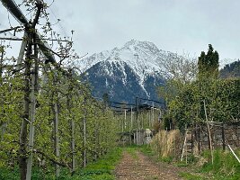 078_Italien_Suedtirol_Algunder_Waalweg