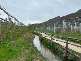 083_Italien_Suedtirol_Kalterer_See