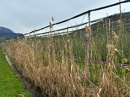 089_Italien_Suedtirol_Kalterer_See