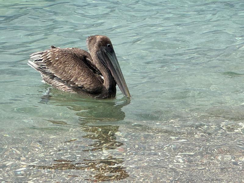 100_Curacao_Playa_Piskado.JPG