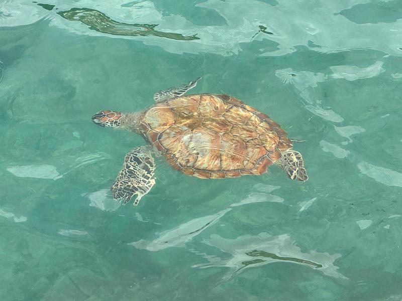 103_Curacao_Playa_Piskado.JPG