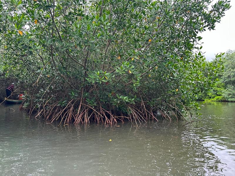 145_Colombia_Cartagena_Manglar.JPG