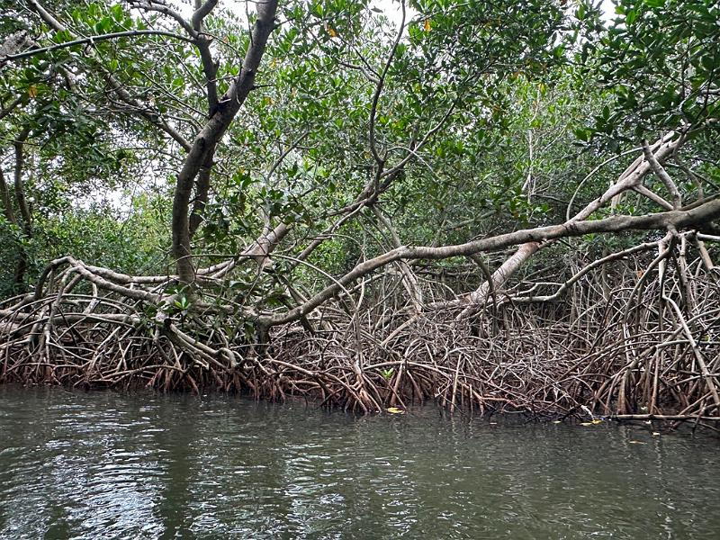 147_Colombia_Cartagena_Manglar.JPG