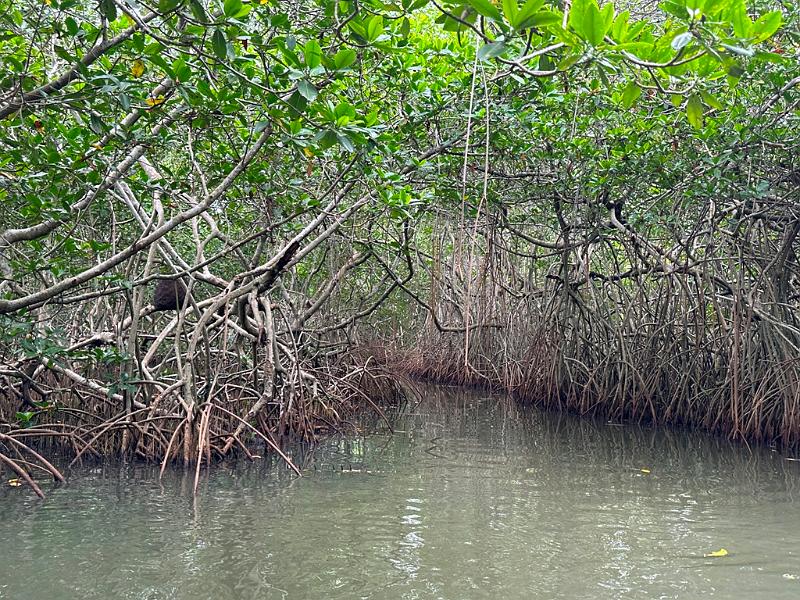 150_Colombia_Cartagena_Manglar.JPG