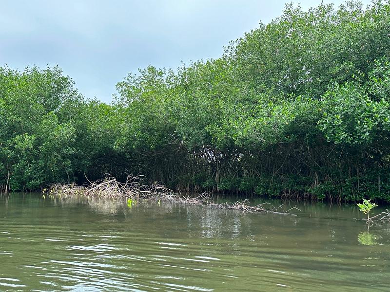 157_Colombia_Cartagena_Manglar.JPG