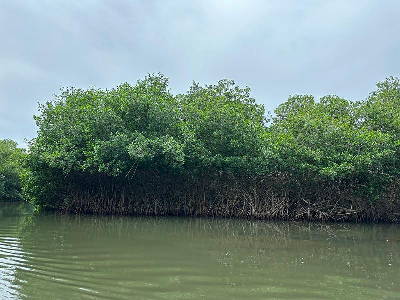 159_Colombia_Cartagena_Manglar.JPG