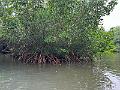 145_Colombia_Cartagena_Manglar