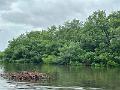146_Colombia_Cartagena_Manglar