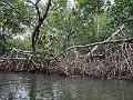 147_Colombia_Cartagena_Manglar