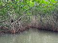 150_Colombia_Cartagena_Manglar