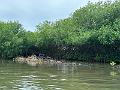 157_Colombia_Cartagena_Manglar