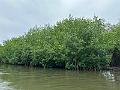 158_Colombia_Cartagena_Manglar