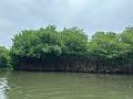 159_Colombia_Cartagena_Manglar