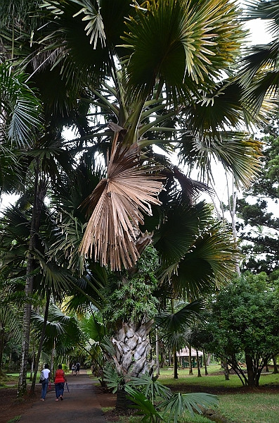 052_Mauritius_North_Sir_Seewoosagur_Ramgoolam_Botanical_Gardens02.JPG