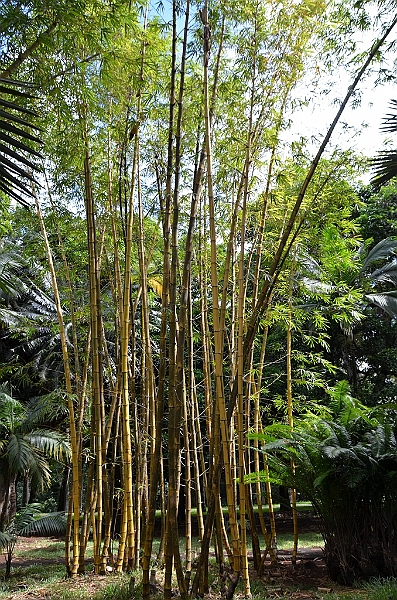 053_Mauritius_North_Sir_Seewoosagur_Ramgoolam_Botanical_Gardens03.JPG