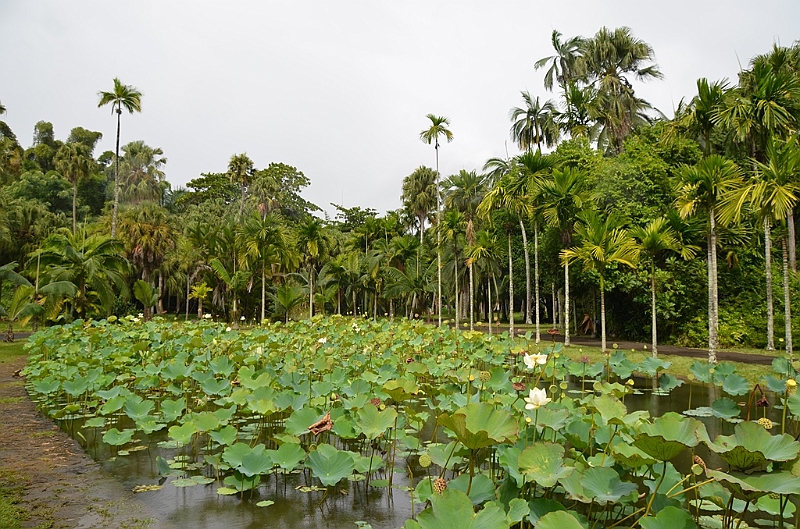 061_Mauritius_North_Sir_Seewoosagur_Ramgoolam_Botanical_Gardens11.JPG