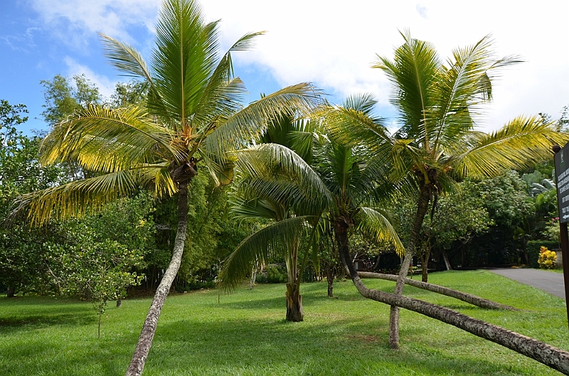 073_Mauritius_North_Sir_Seewoosagur_Ramgoolam_Botanical_Gardens23.JPG
