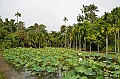 061_Mauritius_North_Sir_Seewoosagur_Ramgoolam_Botanical_Gardens11