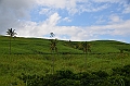 100_Mauitius_South_Sugarfields