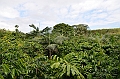 101_Mauitius_South_Coffee_Plantation
