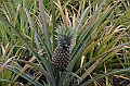114_Mauitius_South_Pinapple