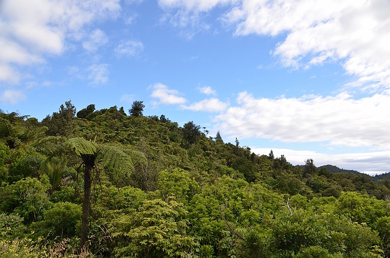 078_New_Zealand_Coromandel_Peninsula.JPG