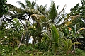 174_Papua_New_Guinea_Kitava_Island