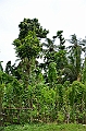 190_Papua_New_Guinea_Kitava_Island