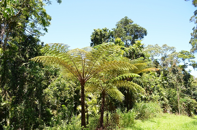 025_Australia_Queensland_Barron_Gorge_NP.JPG