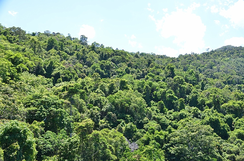 038_Australia_Queensland_Skyrail_Rainforest_Cableway.JPG