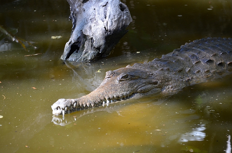 068_Australia_Queensland_Hartleys_Crocodile_Adventure.JPG