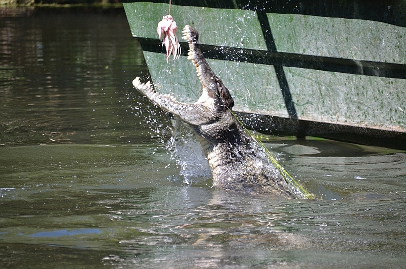 089_Australia_Queensland_Hartleys_Crocodile_Adventure.JPG