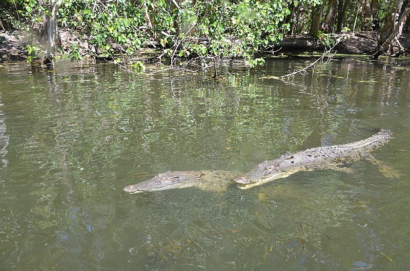 091_Australia_Queensland_Hartleys_Crocodile_Adventure.JPG